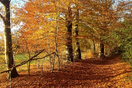 Zuidoost Friesland: beken, bossen en heide